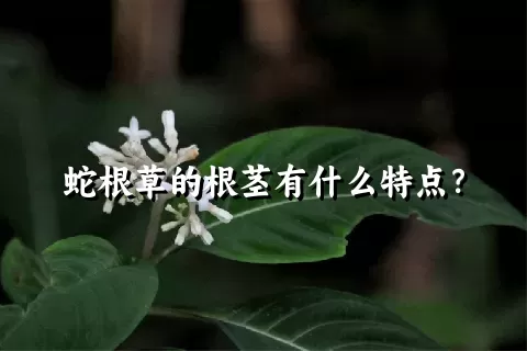 蛇根草的根茎有什么特点？