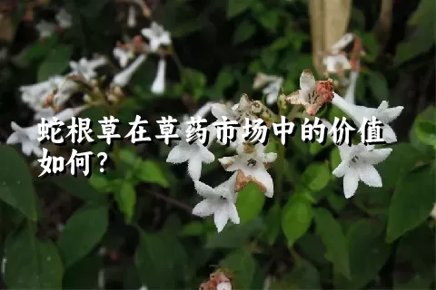 蛇根草在草药市场中的价值如何？