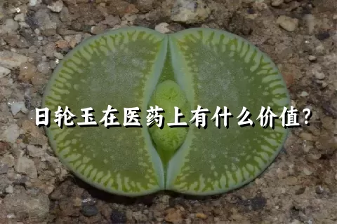 日轮玉在医药上有什么价值？