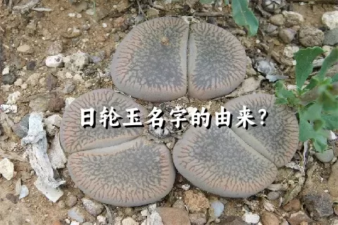 日轮玉名字的由来？