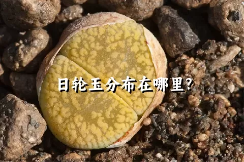 日轮玉分布在哪里?