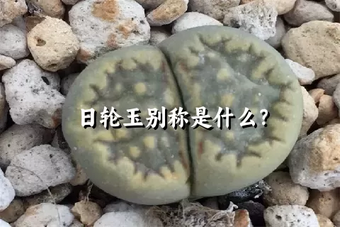 日轮玉别称是什么？