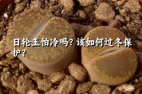 日轮玉怕冷吗？该如何过冬保护？