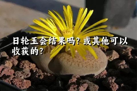 日轮玉会结果吗？或其他可以收获的？