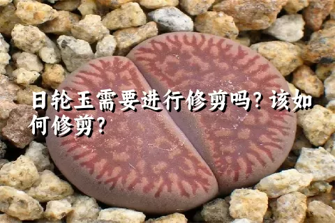 日轮玉需要进行修剪吗？该如何修剪？