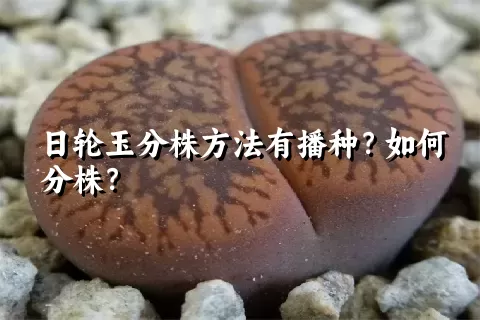 日轮玉分株方法有播种？如何分株？