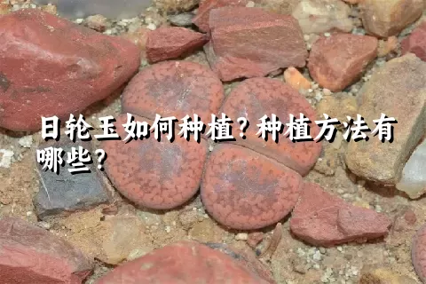 日轮玉如何种植？种植方法有哪些？