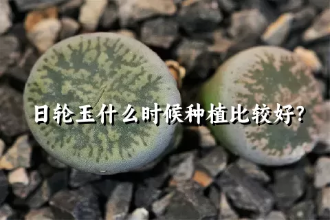 日轮玉什么时候种植比较好？