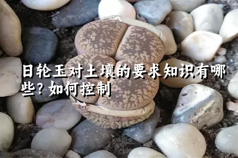 日轮玉对土壤的要求知识有哪些？如何控制