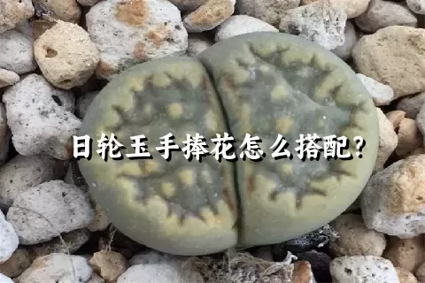 日轮玉手捧花怎么搭配？