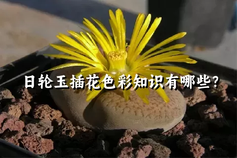 日轮玉插花色彩知识有哪些？