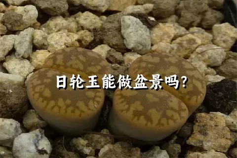 日轮玉能做盆景吗？