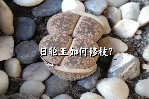 日轮玉如何修枝？