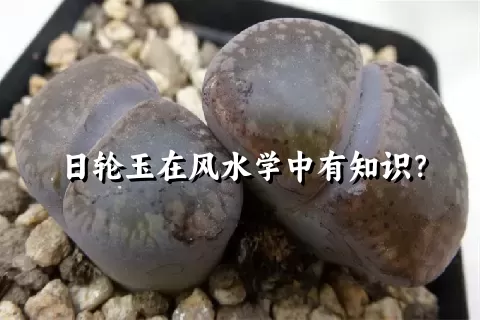 日轮玉在风水学中有知识？