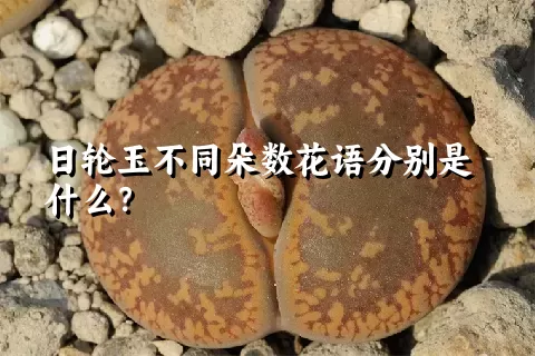 日轮玉不同朵数花语分别是什么？