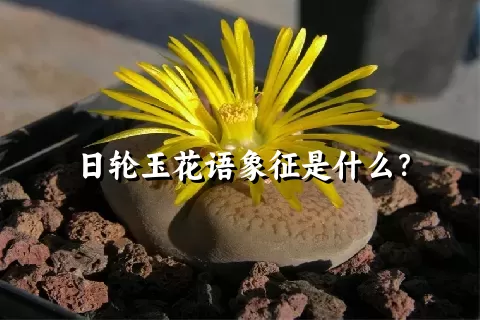 日轮玉花语象征是什么？