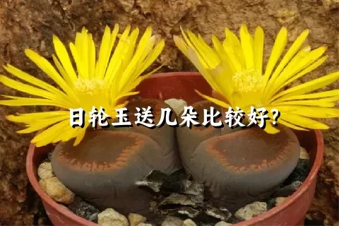 日轮玉送几朵比较好？