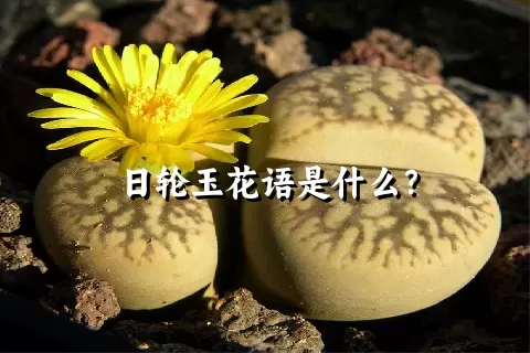 日轮玉花语是什么？