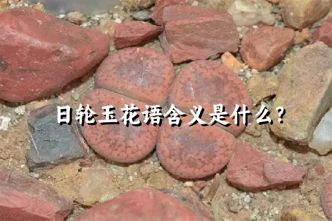 日轮玉花语含义是什么？