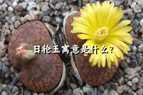 日轮玉寓意是什么？