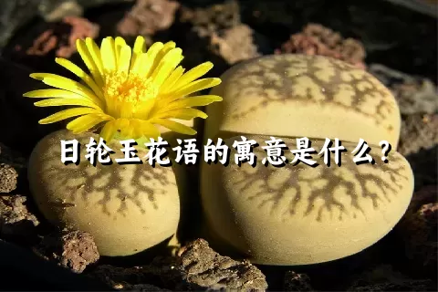 日轮玉花语的寓意是什么？