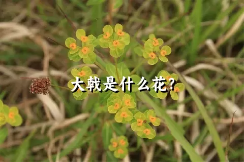 大戟是什么花？