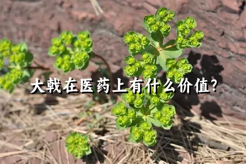 大戟在医药上有什么价值？