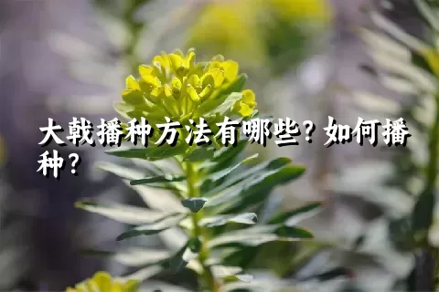 大戟播种方法有哪些？如何播种？