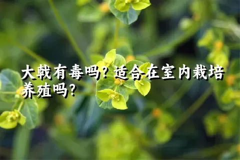 大戟有毒吗？适合在室内栽培养殖吗？