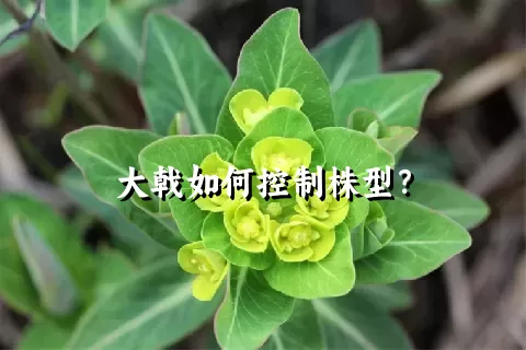 大戟如何控制株型？