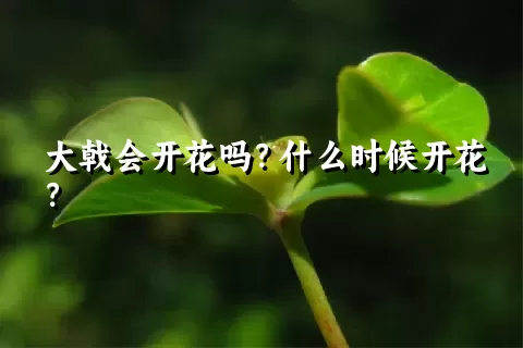 大戟会开花吗？什么时候开花？