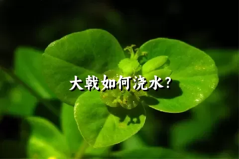 大戟如何浇水？