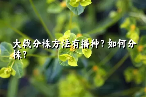 大戟分株方法有播种？如何分株？