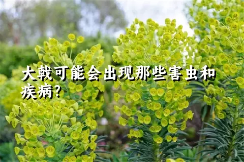 大戟可能会出现那些害虫和疾病？