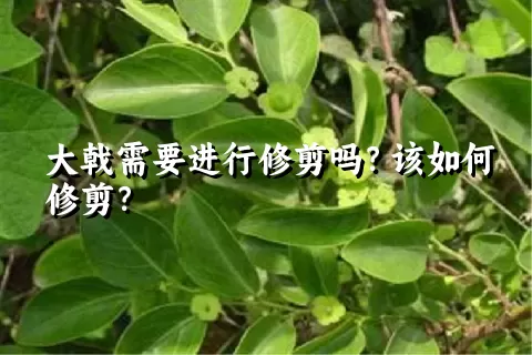 大戟需要进行修剪吗？该如何修剪？