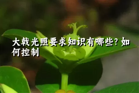 大戟光照要求知识有哪些？如何控制