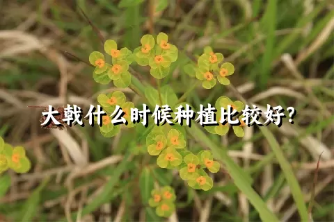 大戟什么时候种植比较好？