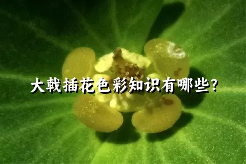 大戟插花色彩知识有哪些？