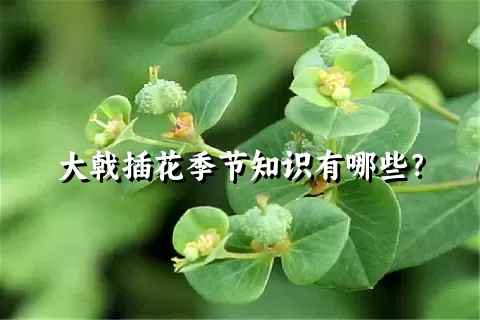 大戟插花季节知识有哪些？