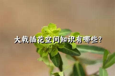 大戟插花空间知识有哪些？