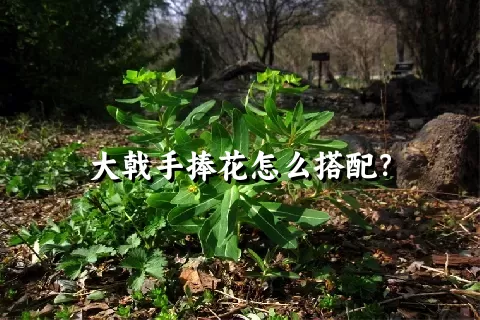 大戟手捧花怎么搭配？