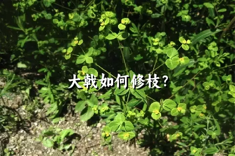 大戟如何修枝？