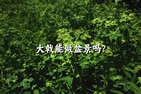 大戟能做盆景吗？