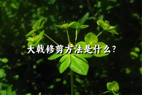 大戟修剪方法是什么？