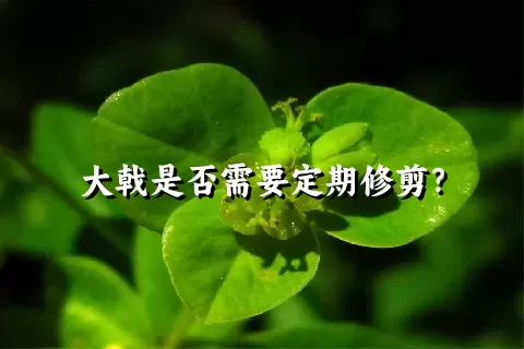 大戟是否需要定期修剪？