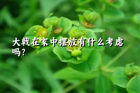 大戟在家中摆放有什么考虑吗？