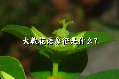 大戟花语象征是什么？