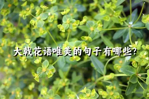 大戟花语唯美的句子有哪些？