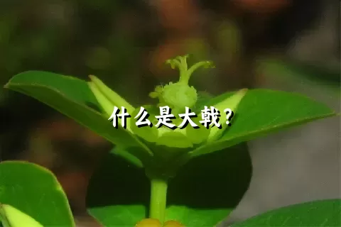 什么是大戟？