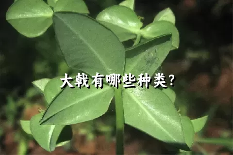 大戟有哪些种类？